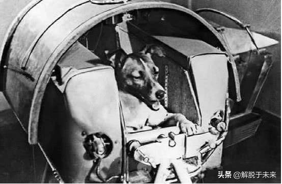 原来最早进入太空的不是宇航员，而是它们，至今仍漂浮在宇宙中439 / 作者:cdixeji / 帖子ID:51742