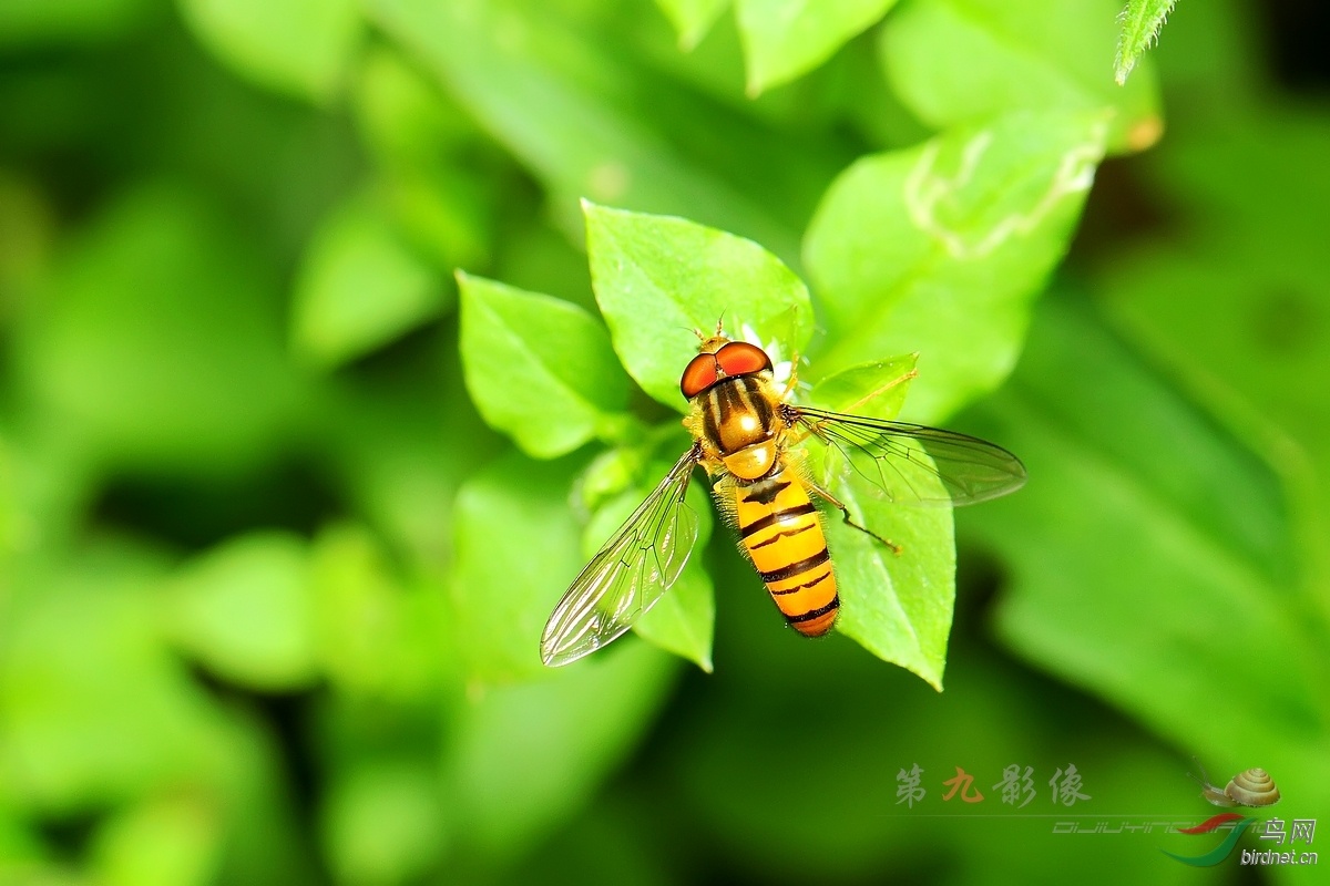 凤凰山UFO事件真的要烦劳那么多科学家开个会讨论？941 / 作者:傲雪风 / 帖子ID:51868