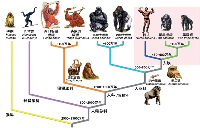 如果人类的祖先是猴子，为什么猩猩这支没进化成人？613 / 作者:BIGBON / 帖子ID:51869