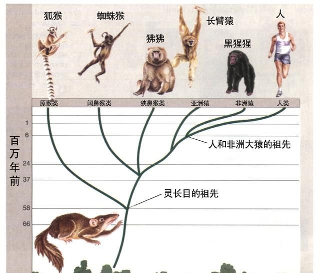 如果人类的祖先是猴子，为什么猩猩这支没进化成人？118 / 作者:torry / 帖子ID:51869