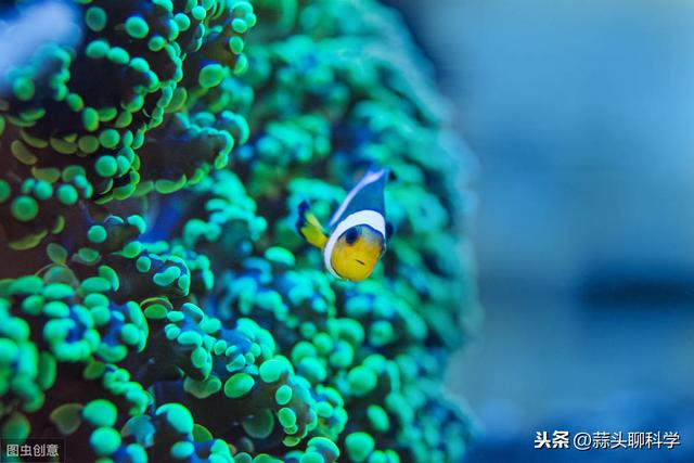 植物荧光可以帮助人类发现外星人？813 / 作者:gooobooo / 帖子ID:52104