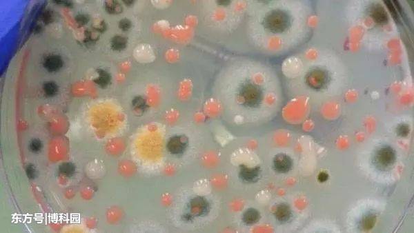 太空飞行会持续影响肠道中的微生物520 / 作者:CCouQPvx / 帖子ID:52223