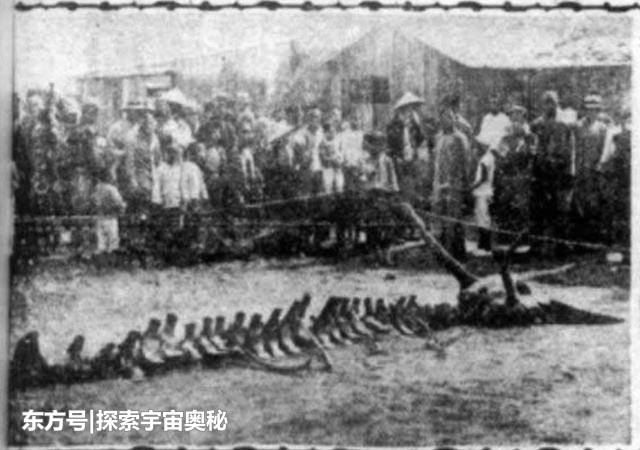 1934年营口“坠龙事件”是真是假？地球上真的存在过龙吗？949 / 作者:nshukwrd / 帖子ID:52294