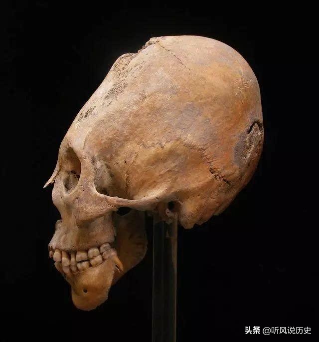 进化论最大的冲击，颅骨化石昭示着人类起源之谜705 / 作者:buffona / 帖子ID:52334