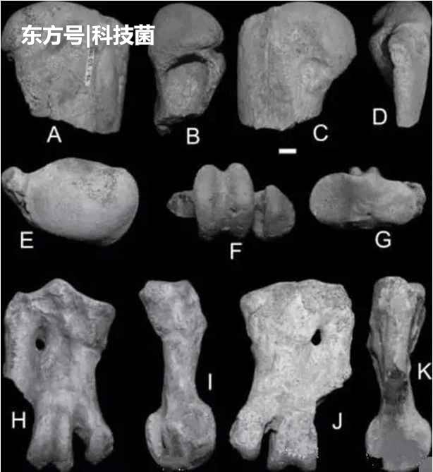 史前企鹅身高达2米，科学家认为其或在恐龙时代就已在地球上出现407 / 作者:戏做顿 / 帖子ID:52377