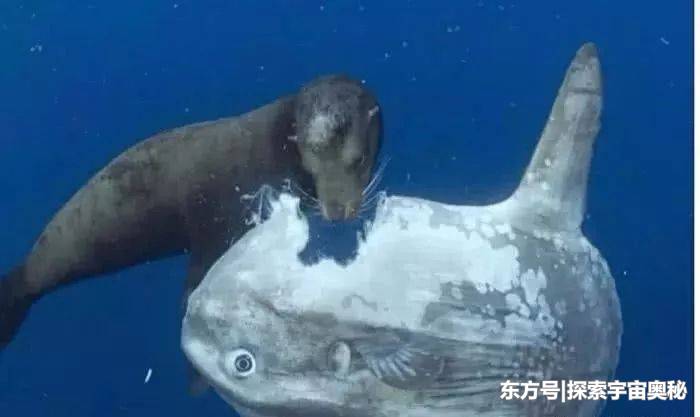 世界上最“笨”的生物，被吃了一半没反应过来，但它们很难绝种185 / 作者:霓小沫儿 / 帖子ID:52430