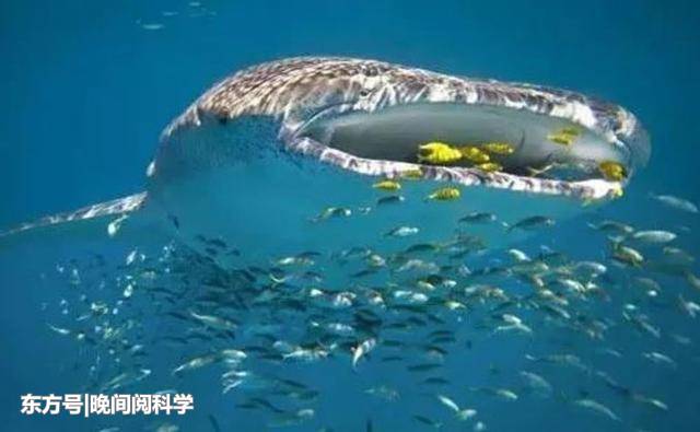 鲨鱼至今已有5亿多年的历史，为什么恐龙灭绝了它还没灭绝？105 / 作者:傲雪风 / 帖子ID:52447