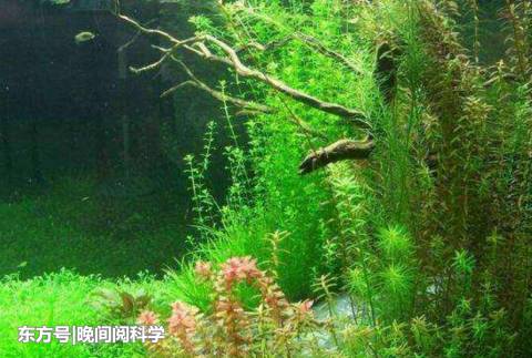 如果地球上所有的海水都变成淡水，人类能继续存活吗？736 / 作者:又见阿凡提彻 / 帖子ID:52449