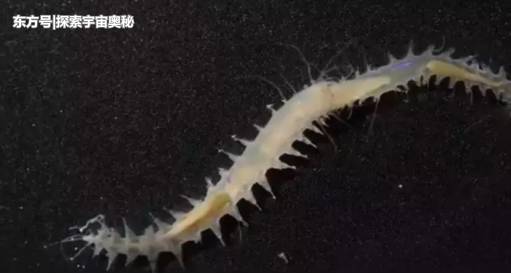 海底再现诡异生物，科学家一听到它的声音，纷纷以为它比鲸鱼更大59 / 作者:renew / 帖子ID:52509