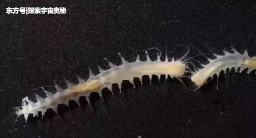 海底再现诡异生物，科学家一听到它的声音，纷纷以为它比鲸鱼更大949 / 作者:renew / 帖子ID:52509
