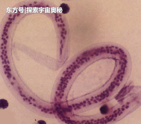 海底再现诡异生物，科学家一听到它的声音，纷纷以为它比鲸鱼更大325 / 作者:renew / 帖子ID:52509
