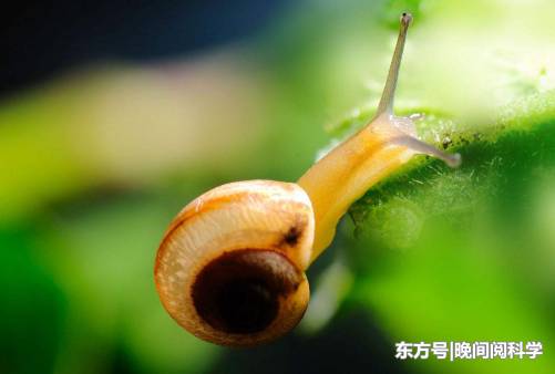 世界上最特别的鱼，比海水还要透彻，科学家呼吁人们保护它们95 / 作者:fvhPHALo / 帖子ID:52520