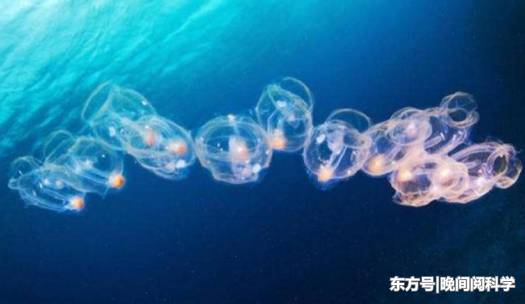 世界上最特别的鱼，比海水还要透彻，科学家呼吁人们保护它们127 / 作者:fvhPHALo / 帖子ID:52520