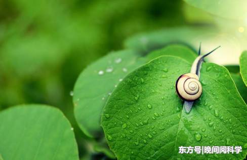 世界上最特别的鱼，比海水还要透彻，科学家呼吁人们保护它们316 / 作者:fvhPHALo / 帖子ID:52520