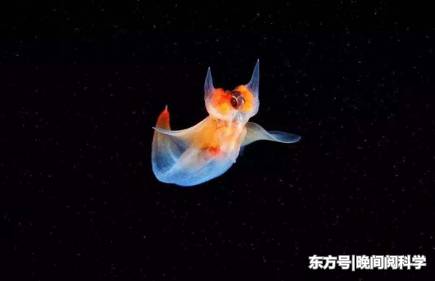 世界上最特别的鱼，比海水还要透彻，科学家呼吁人们保护它们461 / 作者:fvhPHALo / 帖子ID:52520