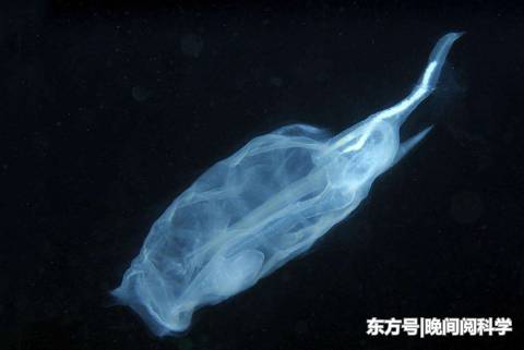 世界上最特别的鱼，比海水还要透彻，科学家呼吁人们保护它们397 / 作者:fvhPHALo / 帖子ID:52520