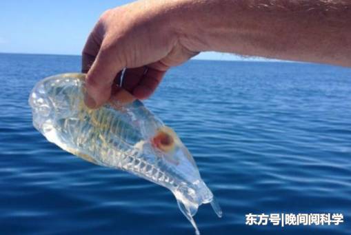 世界上最特别的鱼，比海水还要透彻，科学家呼吁人们保护它们2 / 作者:fvhPHALo / 帖子ID:52520