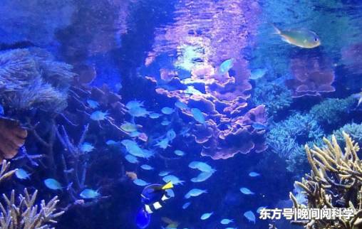 世界上最特别的鱼，比海水还要透彻，科学家呼吁人们保护它们323 / 作者:fvhPHALo / 帖子ID:52520