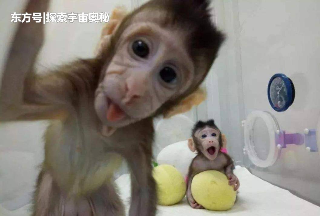 4.2万年前的生物被打捞，血液仍在流动，人类是否能将它克隆？978 / 作者:LANLAN88 / 帖子ID:52562