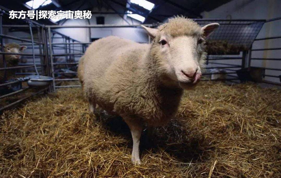 4.2万年前的生物被打捞，血液仍在流动，人类是否能将它克隆？341 / 作者:LANLAN88 / 帖子ID:52562