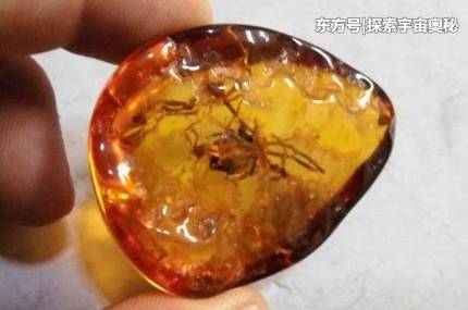 30多个史前古生物，被封存在33毫米的小世界，时间长达上亿年780 / 作者:conanwchen2 / 帖子ID:52563