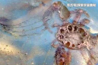 30多个史前古生物，被封存在33毫米的小世界，时间长达上亿年684 / 作者:conanwchen2 / 帖子ID:52563