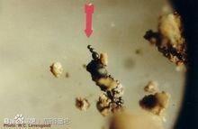 麦田怪圈是不是外星人所为？867 / 作者:清风哥 / 帖子ID:52642