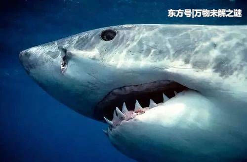 为什么其他生物进化了几亿年，都比不上人类277 / 作者:枣强公用号 / 帖子ID:52670