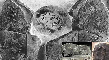 人类本身就是外星人，这个理论你支持吗389 / 作者:揭秘者 / 帖子ID:55916