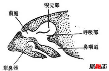 人类进化失败的9大器官：人体最没用的器官揭秘,第八个亮了299 / 作者:网上的人生 / 帖子ID:52896