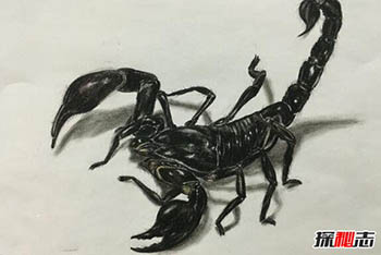杀不死的十大生物,核武器都杀不死,bug一样的存在815 / 作者:网上的人生 / 帖子ID:53050
