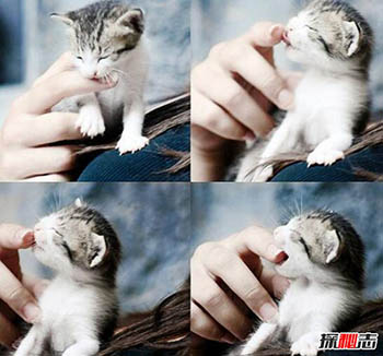 养猫可治百病 科学揭秘养猫十大好处547 / 作者:网上的人生 / 帖子ID:52783