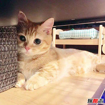 养猫可治百病 科学揭秘养猫十大好处502 / 作者:网上的人生 / 帖子ID:52783