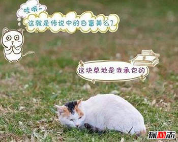 养猫可治百病 科学揭秘养猫十大好处434 / 作者:网上的人生 / 帖子ID:52783