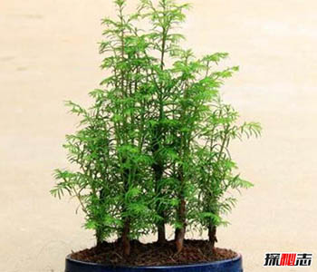 水杉盆景养殖方法 这五点注意下你就无敌了648 / 作者:网上的人生 / 帖子ID:53026