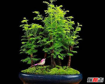水杉盆景养殖方法 这五点注意下你就无敌了451 / 作者:网上的人生 / 帖子ID:53026