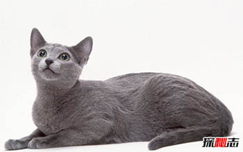 什么品种猫掉毛少？盘点世界十大不掉毛猫咪766 / 作者:网上的人生 / 帖子ID:52804
