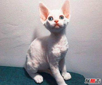 什么品种猫掉毛少？盘点世界十大不掉毛猫咪120 / 作者:网上的人生 / 帖子ID:52804