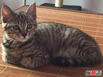 初次养猫养什么品种好？适合新手养的十种猫242 / 作者:网上的人生 / 帖子ID:52892