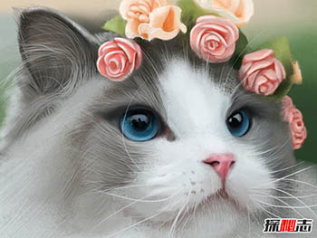 初次养猫养什么品种好？适合新手养的十种猫777 / 作者:网上的人生 / 帖子ID:52892
