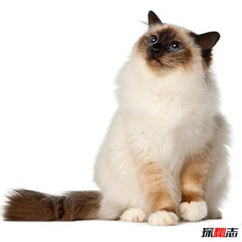 初次养猫养什么品种好？适合新手养的十种猫290 / 作者:网上的人生 / 帖子ID:52892