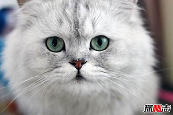 初次养猫养什么品种好？适合新手养的十种猫276 / 作者:网上的人生 / 帖子ID:52892