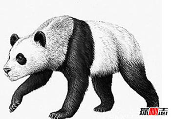 始熊猫,欧洲也发现过？679 / 作者:揭秘者 / 帖子ID:55651