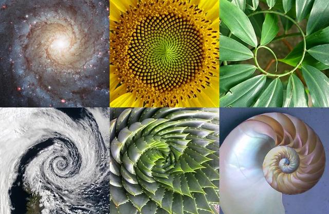 自然界中普遍存在黄金分割，它能表明宇宙是被设计的吗？326 / 作者:浪漫无边际缺 / 帖子ID:53236