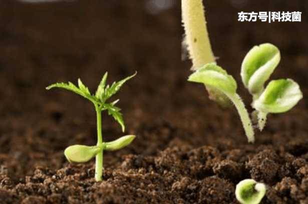 它们是地球的清道夫，若地球没有了它们，人类也不复存在6 / 作者:123456825 / 帖子ID:53299