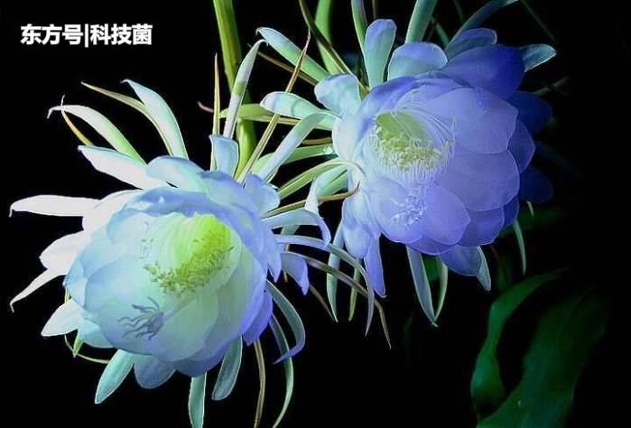 诺贝尔奖获得者告诉你什么是生物钟，扰乱生物钟的后果有多可怕？188 / 作者:guaigege / 帖子ID:53304