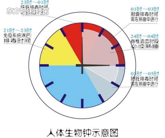 诺贝尔奖获得者告诉你什么是生物钟，扰乱生物钟的后果有多可怕？816 / 作者:guaigege / 帖子ID:53304
