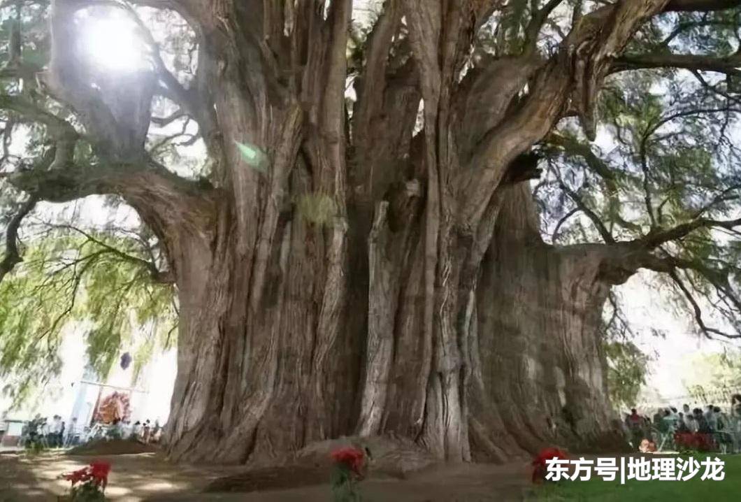 世界上“最大的树”是什么树？在哪个国家？344 / 作者:EFLwCYCj / 帖子ID:53313