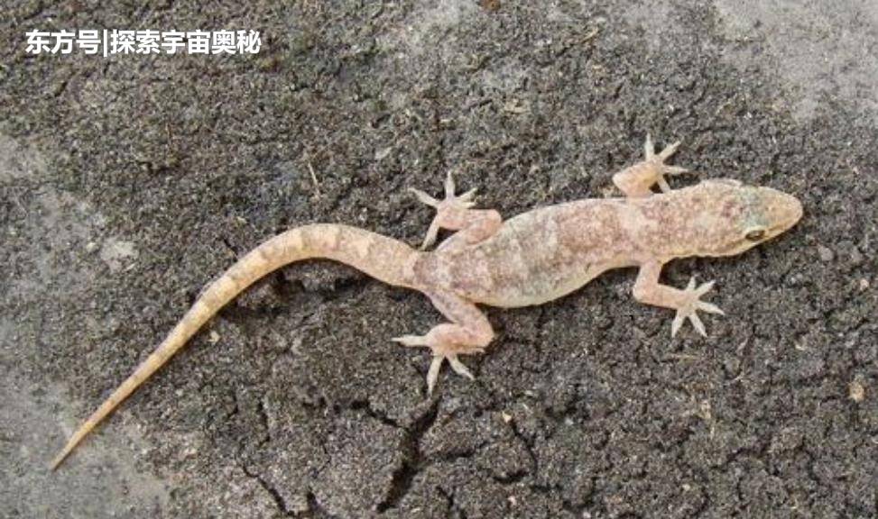 壁虎断尾后为何还能再生？科学家欲破解秘密，人类或能实现半永生838 / 作者:雅法海 / 帖子ID:53321