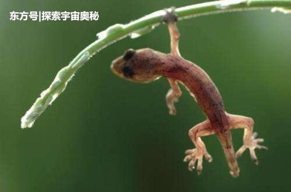壁虎断尾后为何还能再生？科学家欲破解秘密，人类或能实现半永生49 / 作者:雅法海 / 帖子ID:53321